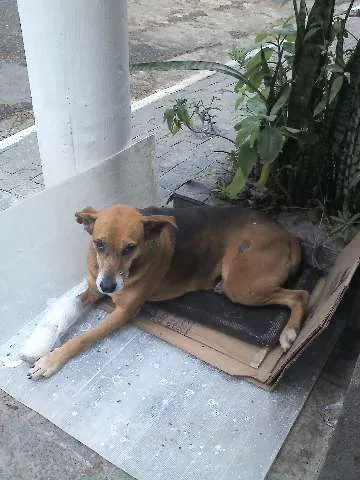 Cachorro ra a SRD idade 6 ou mais anos nome XUXA
