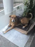 XUXA