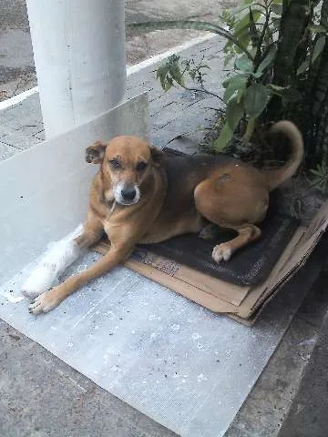 Cachorro ra a SRD idade 6 ou mais anos nome XUXA