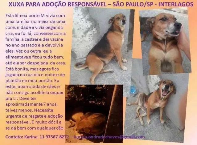 Cachorro ra a SRD idade 6 ou mais anos nome XUXA