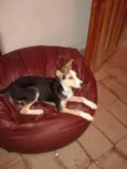 pipa