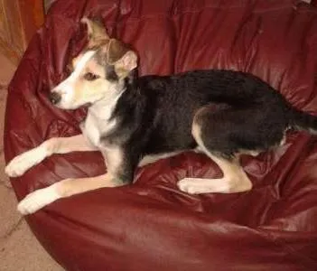 Cachorro ra a vira-lata idade 1 ano nome pipa