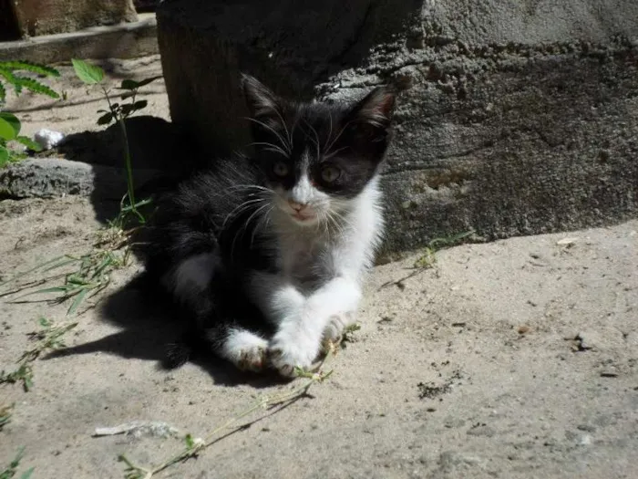 Gato ra a  idade 2 a 6 meses nome Charlotte