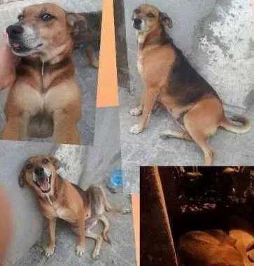 Cachorro ra a SRD idade 6 ou mais anos nome XUXA