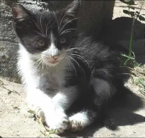 Gato raça  idade 2 a 6 meses nome Charlotte