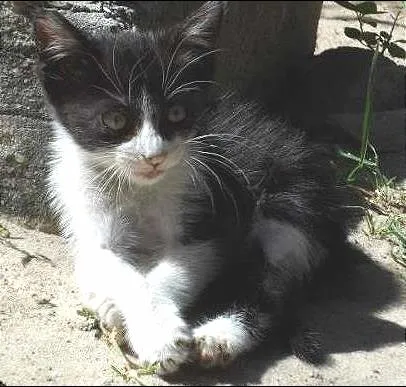 Gato ra a  idade 2 a 6 meses nome Charlotte
