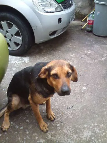 Cachorro ra a SRD idade 1 ano nome Buscapé