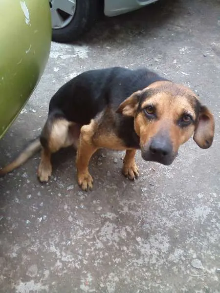 Cachorro ra a SRD idade 1 ano nome Buscapé