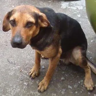Cachorro ra a SRD idade 1 ano nome Buscapé