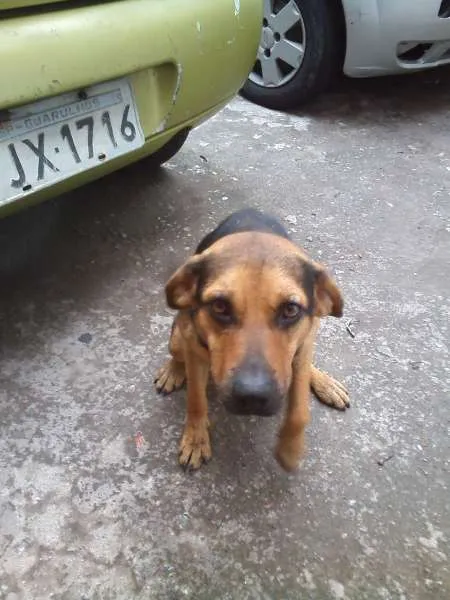 Cachorro ra a SRD idade 1 ano nome Buscapé
