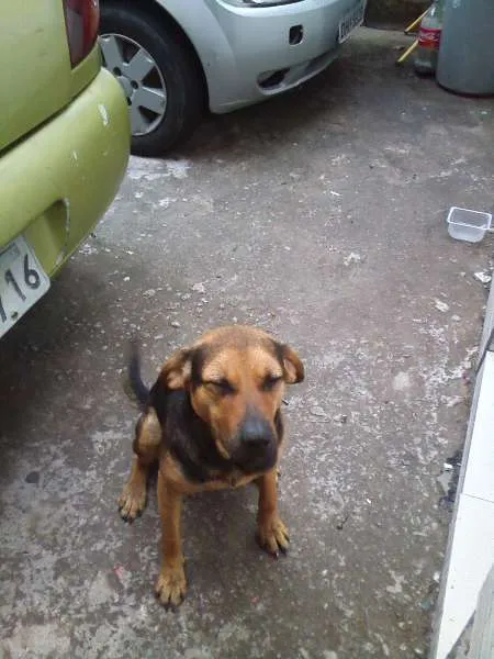Cachorro ra a SRD idade 1 ano nome Buscapé