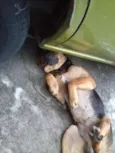 Buscapé
