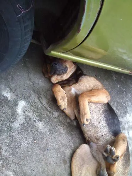 Cachorro ra a SRD idade 1 ano nome Buscapé