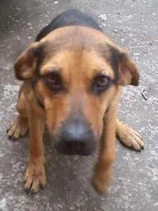 Cachorro ra a SRD idade 1 ano nome Buscapé