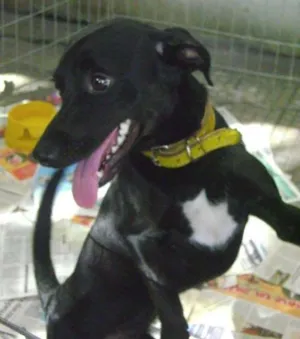 Cachorro raça Diversas idade  nome Lindos cães