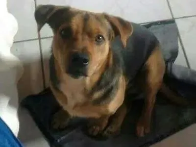 Cachorro ra a Vira Lata idade 3 anos nome Scooby