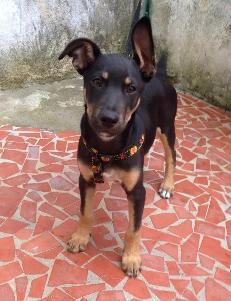 Cachorro ra a Vira lata idade 2 a 6 meses nome Tob