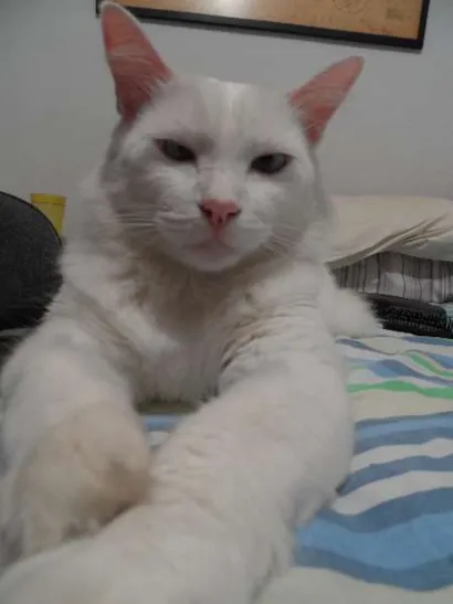 Gato raça  idade 3 anos nome Frederico (Fred)