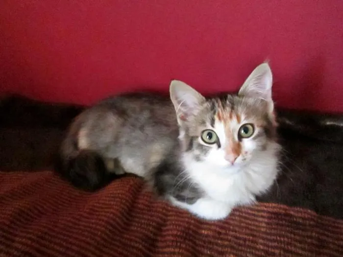 Gato ra a SRD idade 2 a 6 meses nome Sury