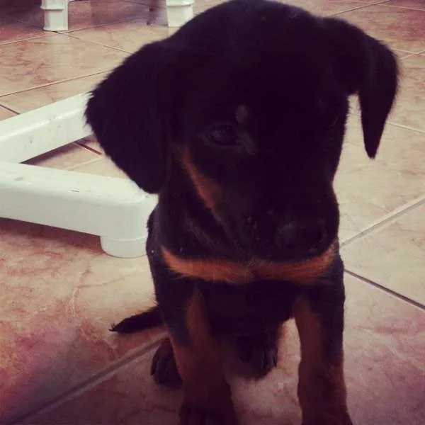 Cachorro ra a Indefinida idade 2 a 6 meses nome Sofia