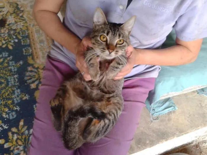 Gato ra a SRD idade 7 a 11 meses nome MUSSARELA