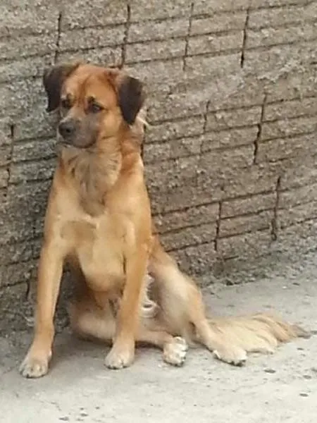 Cachorro raça SRD idade 2 anos nome Conan