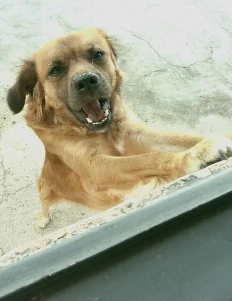 Cachorro raça SRD idade 2 anos nome Conan