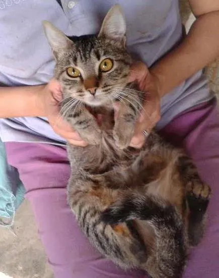 Gato ra a SRD idade 7 a 11 meses nome MUSSARELA