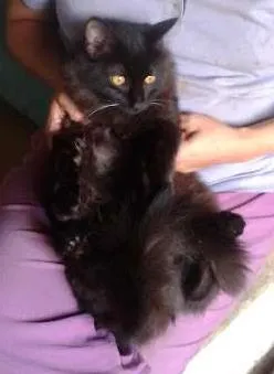 Gato raça SRD idade 7 a 11 meses nome OREO