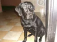 Sassa