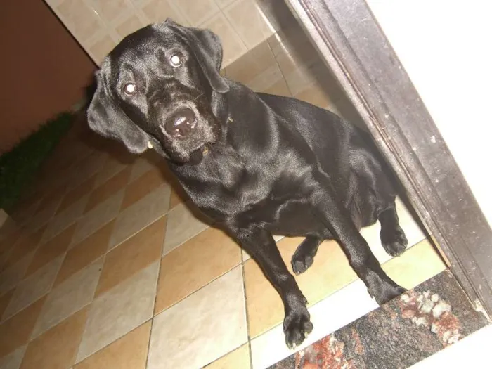 Cachorro ra a labrador idade 2 anos nome Sassa