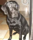 Sassa