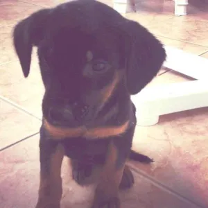 Cachorro raça Indefinida idade 2 a 6 meses nome Sofia