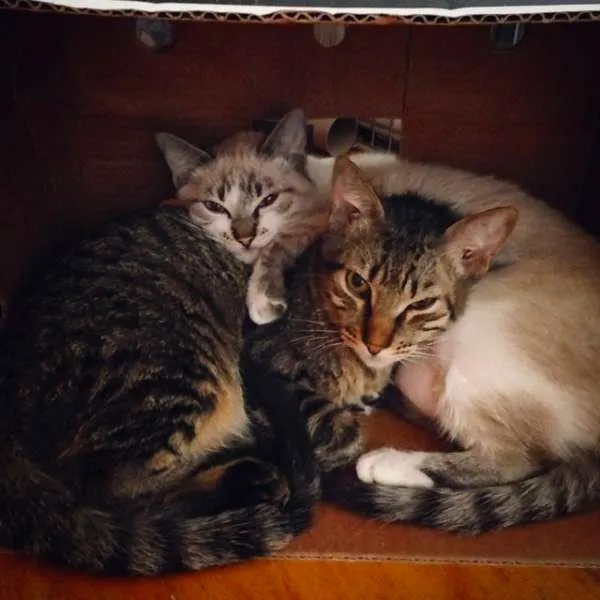 Gato ra a  idade 7 a 11 meses nome Billy Elliot e família