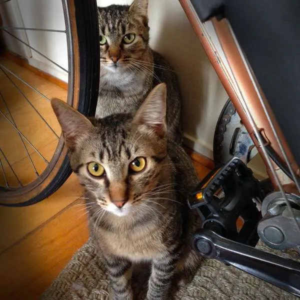 Gato ra a  idade 7 a 11 meses nome Billy Elliot e família