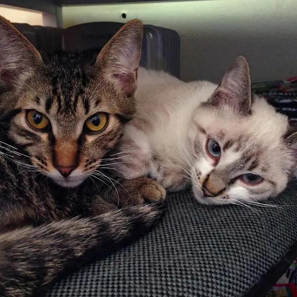 Gato ra a  idade 7 a 11 meses nome Billy Elliot e família