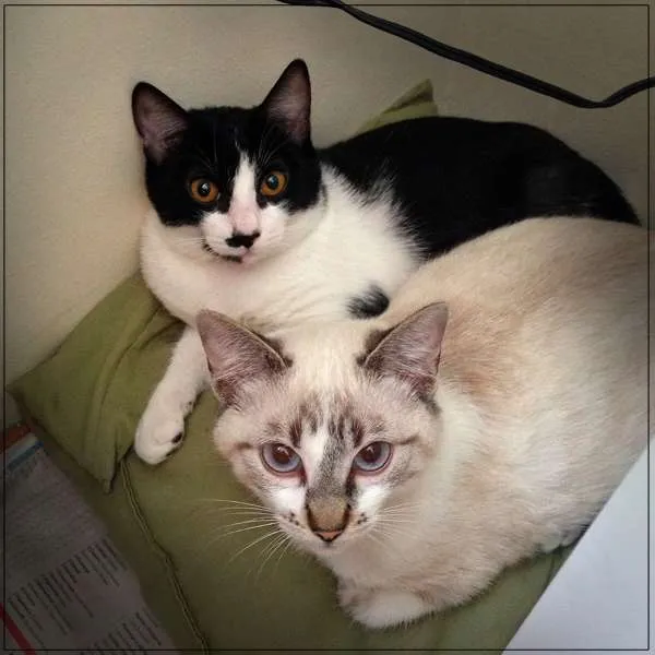 Gato ra a  idade 7 a 11 meses nome Billy Elliot e família
