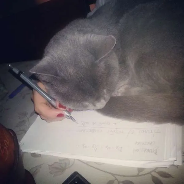 Gato ra a SRD idade 6 ou mais anos nome VIDA