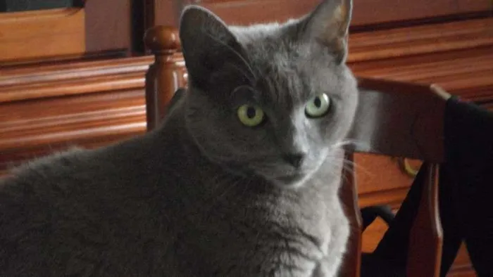 Gato ra a SRD idade 6 ou mais anos nome VIDA