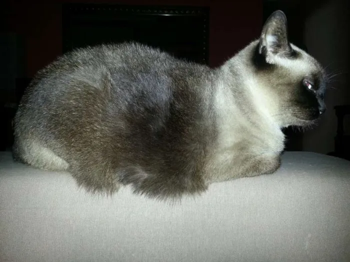 Gato ra a Siamês idade 6 ou mais anos nome Scully