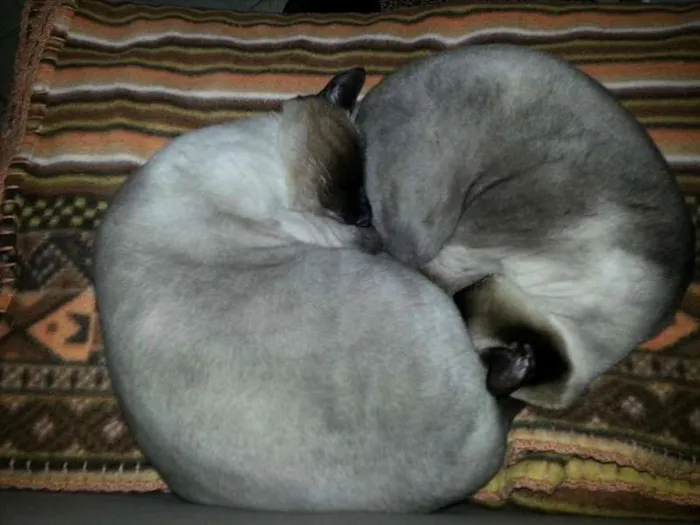Gato ra a Siamês idade 6 ou mais anos nome Scully