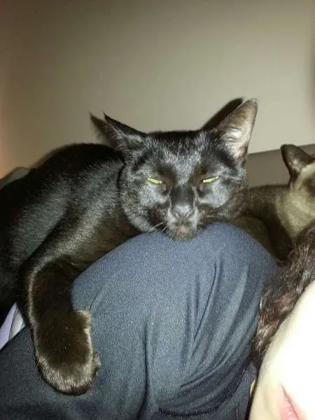 Gato ra a SRD idade 6 ou mais anos nome Cleo