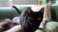 Cleo
