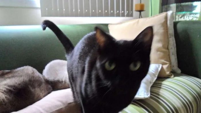 Gato ra a SRD idade 6 ou mais anos nome Cleo