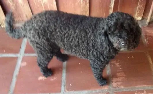 Cachorro ra a Poodle idade 5 anos nome Negão