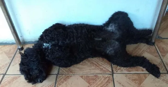 Cachorro ra a Poodle idade 5 anos nome Negão