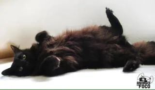 Gato ra a SRD idade 2 anos nome Agnes