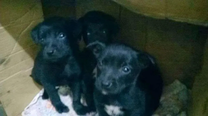 Cachorro ra a SRD idade Abaixo de 2 meses nome ...
