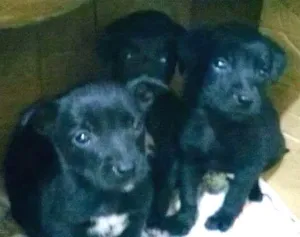 Cachorro raça SRD idade Abaixo de 2 meses nome ...