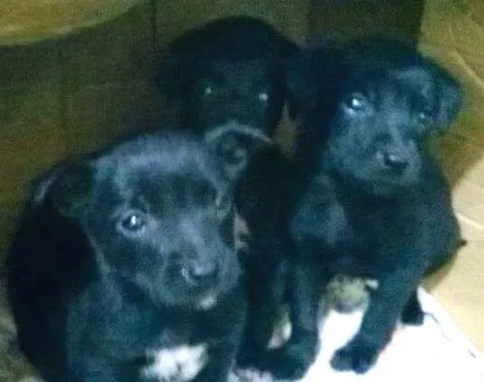 Cachorro ra a SRD idade Abaixo de 2 meses nome ...